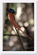 14SerengetiDayGameDrive - 147 * African Paradise-flycatcher.